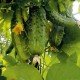 Cucumber seeds Samcross F1 0.5 grams