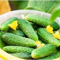 Cucumber seeds Parisian gherkin 0.5 g