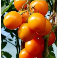 Насіння томату Янтарна капля F1 10 нас