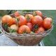 Tomato seeds Lyrica F1 10 seeds