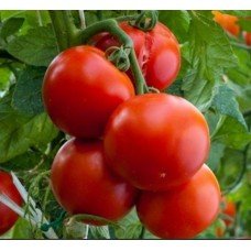 Tomato seeds Lyubasha F1 10 pcs