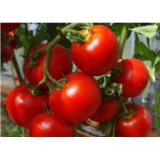 Tomato seeds Sofa F1 10 seeds