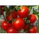 Насіння томату Софа F1  10 насінин