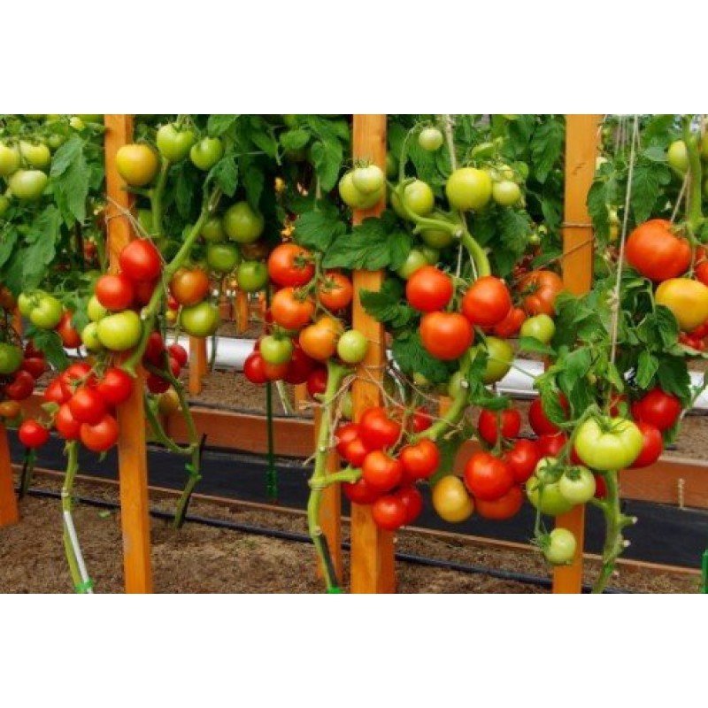 Насіння томату Софа F1  10 насінин