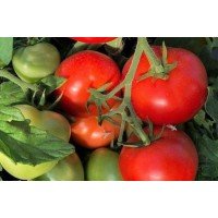 Tomato seeds Virochka F1 10 pcs
