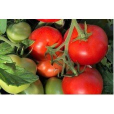 Tomato seeds Virochka F1 10 pcs