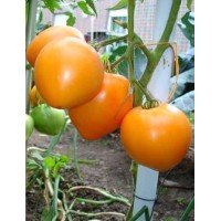Tomato seeds Gvardiets F1 10 pcs