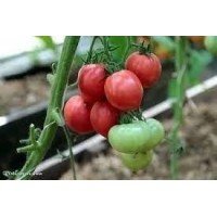 Tomato seeds Cabaret F1 10 seeds
