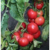 Tomato seeds Kazbek F1 10 pcs