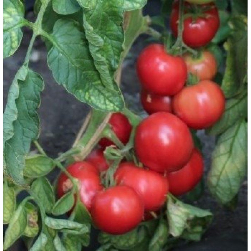 Tomato seeds Kazbek F1 10 pcs