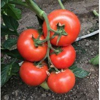 Tomato seeds Las Vegas F1 10 seeds