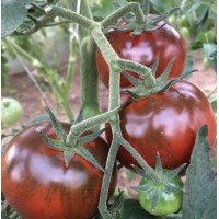 Насіння томату Черний делікатес F1 10 насінин