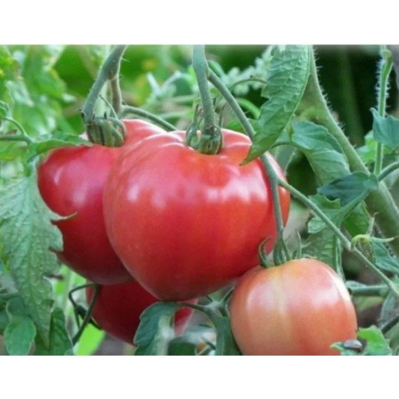 Насіння томату Рожевий Спам F1 10 нас