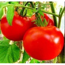 Насіння томату Єсенія F1 10 насінин