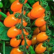 Tomato seeds Zumba F1 10 pcs