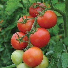 Tomato seeds Polina F1 10 seeds