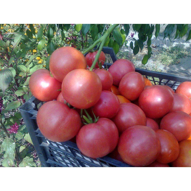 Насіння томату Рожеве захоплення F1 10 нас