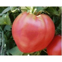 Tomato seeds R-10 15 us