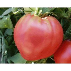 Tomato seeds R-10 15 us