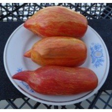 Tomato seeds Bella 15 seeds