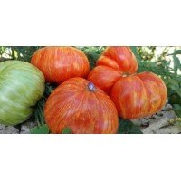 Tomato seeds Jazz rainbow 15 seeds