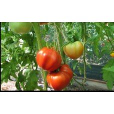 Tomato seeds Chartres Castle 15 seeds