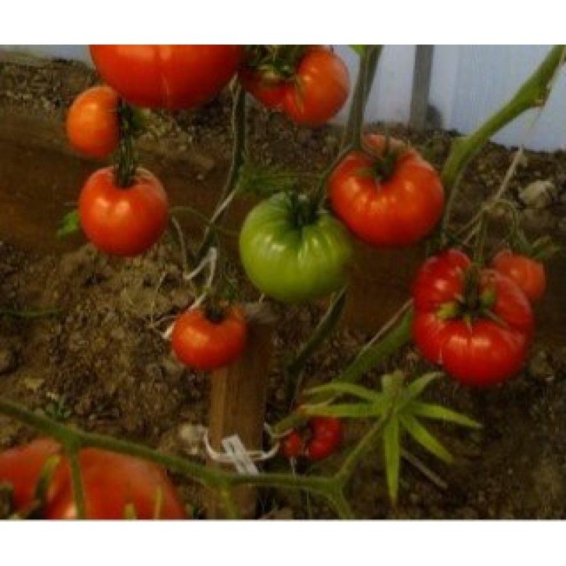 Tomato seeds Red Sunset Horizon 15 seeds