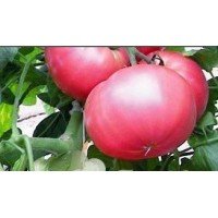 Ishizuki Tomato Seeds 15 Seeds