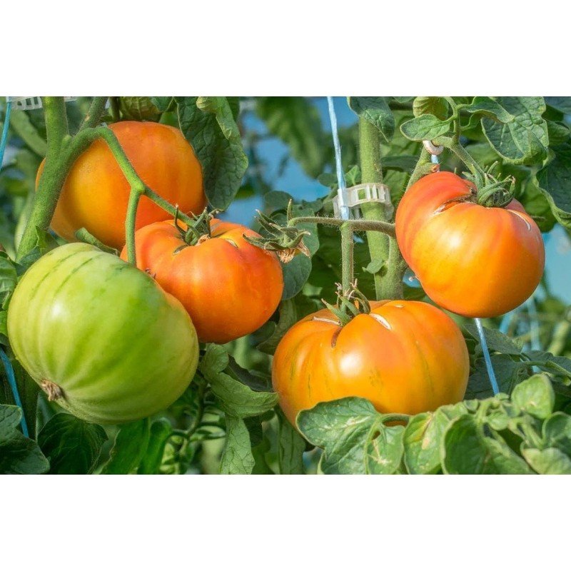 Tomato seeds Mammoth German Gold "Mammoth German Gold" 15 seeds