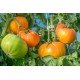 Tomato seeds Mammoth German Gold "Mammoth German Gold" 15 seeds