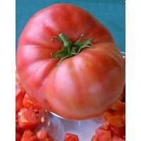 Tomato seeds German Giant 15 us