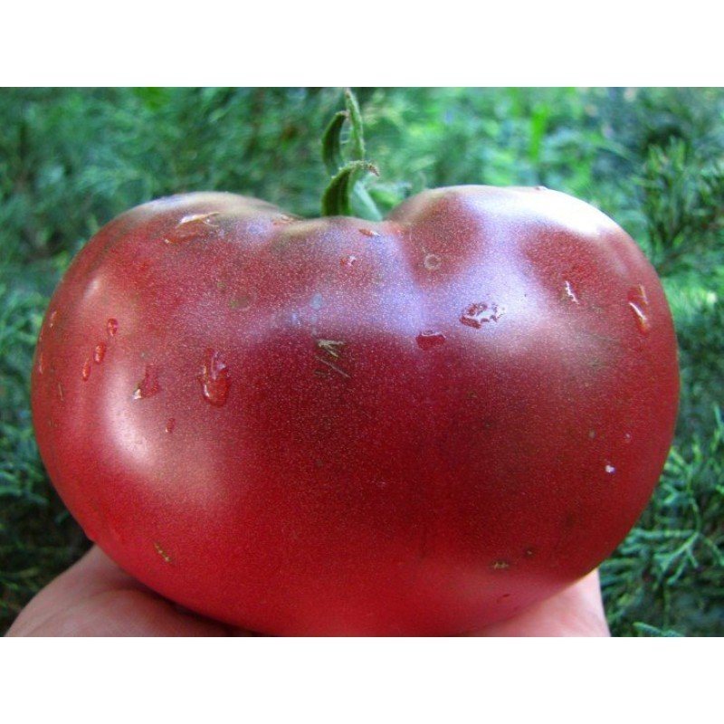 Насіння томату Новий чорний 15 нас