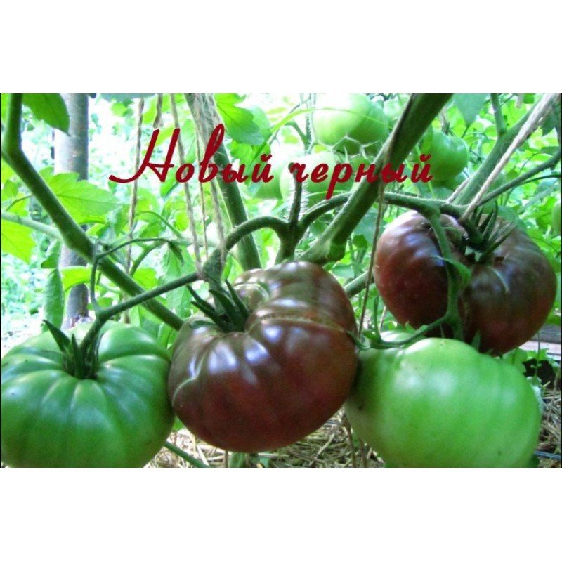 Насіння томату Новий чорний 15 нас