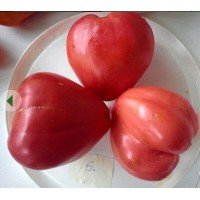 Tomato seeds New Big Dwarf (New Big Dwarf) 15 seeds