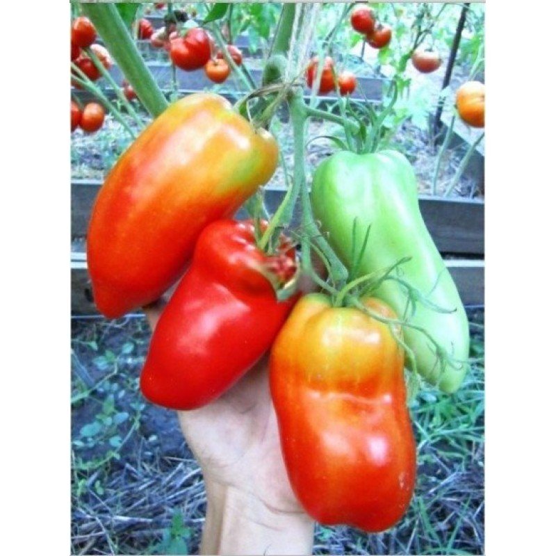 Tomato seeds Pepper-shaped long Minusinsky 15 seeds