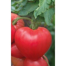 Tomato seeds Prydniprovsky heart-shaped 15 seeds