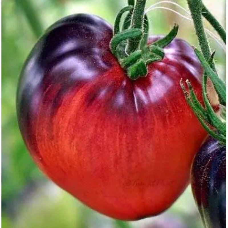 Tomato seeds Sergeant Pepper (Sgt Pepper's) 15 seeds