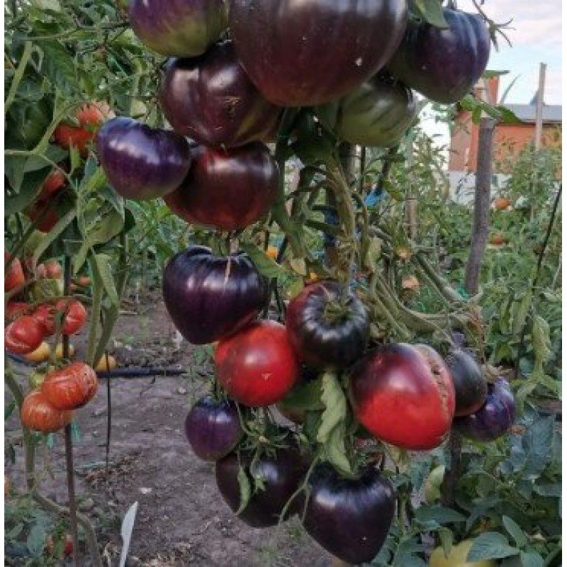 Tomato seeds Sergeant Pepper (Sgt Pepper's) 15 seeds