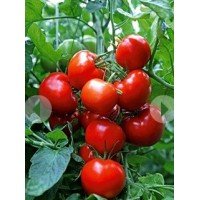 Насіння томату Насіння від Лазарєвих Агронавт 0,1 гр (15-30 насінин)