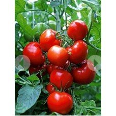 Tomato seeds Seeds from Lazarev Agronaut 0.1 g (15-30 seeds)