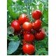 Насіння томату Насіння від Лазарєвих Агронавт 0,1 гр (15-30 насінин)