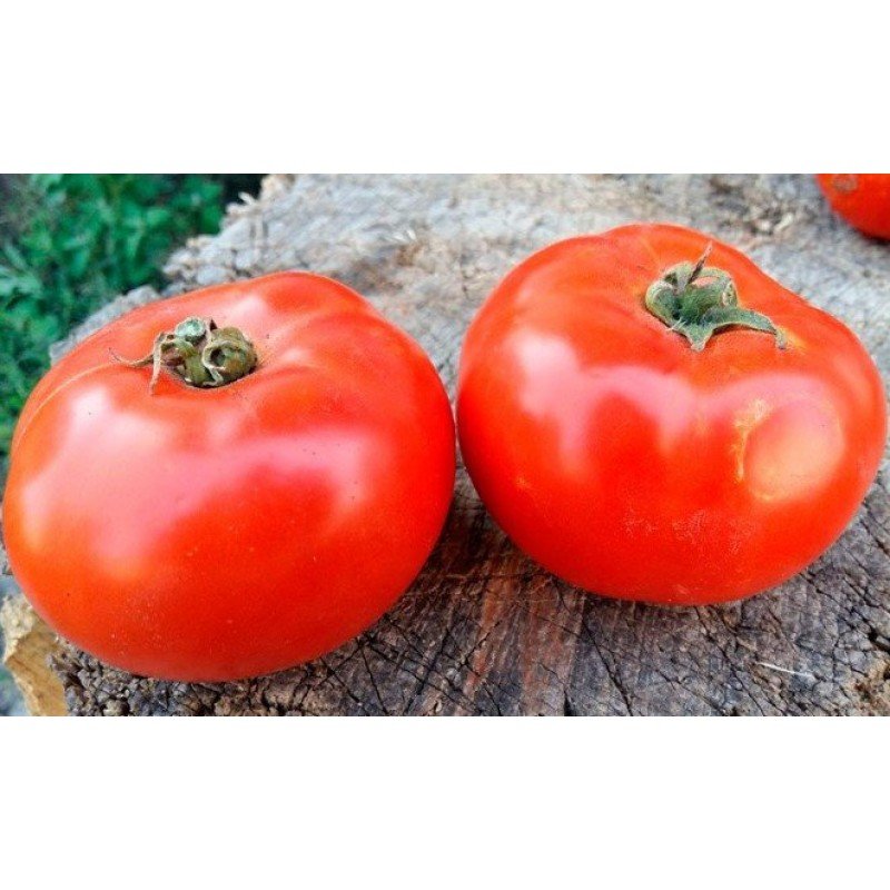 Насіння томату Насіння від Лазарєвих Агронавт 0,1 гр (15-30 насінин)