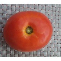 Насіння томату Насіння від Лазарєвих Акселерат 0,1 гр (15-30 насінин)