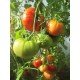 Tomato seeds Altai masterpiece 30 seeds