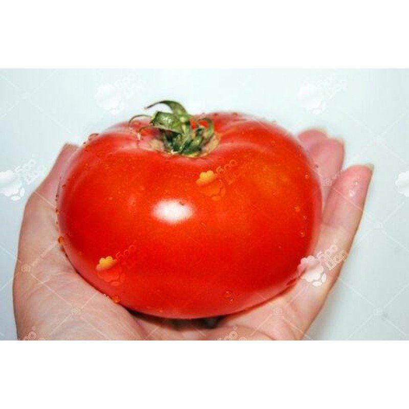 Tomato seeds King of Kings 30 us