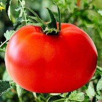 Насіння томату Червоний гігант Марії 30 нас