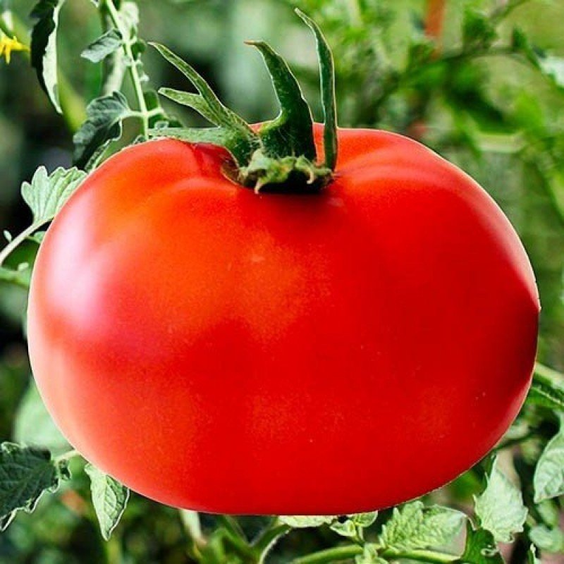 Tomato seeds Red Giant Maria 30 us
