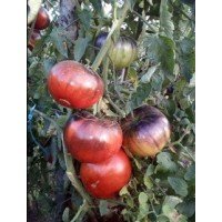 Tomato seeds Blue Tom 15 seeds