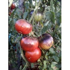 Tomato seeds Blue Tom 15 seeds