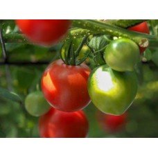 Tomato seeds Jubilee Tarasenko 30 seeds